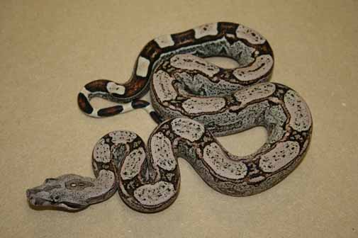 Boa Constrictors